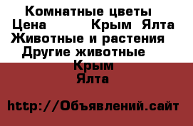 Комнатные цветы › Цена ­ 500 - Крым, Ялта Животные и растения » Другие животные   . Крым,Ялта